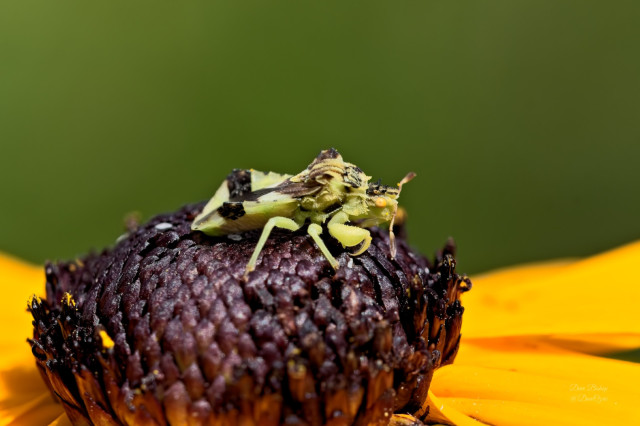 Jagged Ambush Bug (Phymata americana) on Black-eyed Susan (Rudbeckia hirta) flower