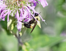 Brown-belted Bumble Bee (Bombus griseocollis) on (Monarda fistulosa) Wild Bergamot