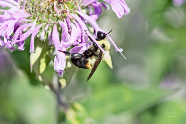 Brown-belted Bumble Bee (Bombus griseocollis) on (Monarda fistulosa) Wild Bergamot