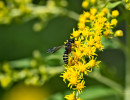 Possible Weevil wasp (Cerceris nigrescens) on Goldenrod flower