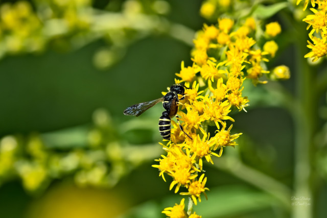 Possible Weevil wasp (Cerceris nigrescens) on Goldenrod flower