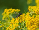 Dark-veined Longhorn Bee (Melissodes trinodis) on Goldenrod flowers