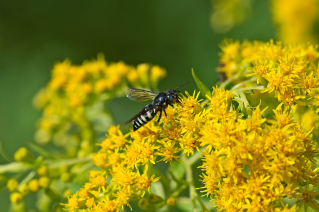 Dark-veined Longhorn Bee (Melissodes trinodis) on Goldenrod flowers
