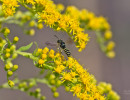 Native wasp on goldenrod flower