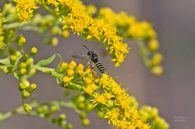 Native wasp on goldenrod flower
