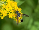 Mexican Grass-carrying Wasp (Isodontia mexicana) on goldenrod flowers
