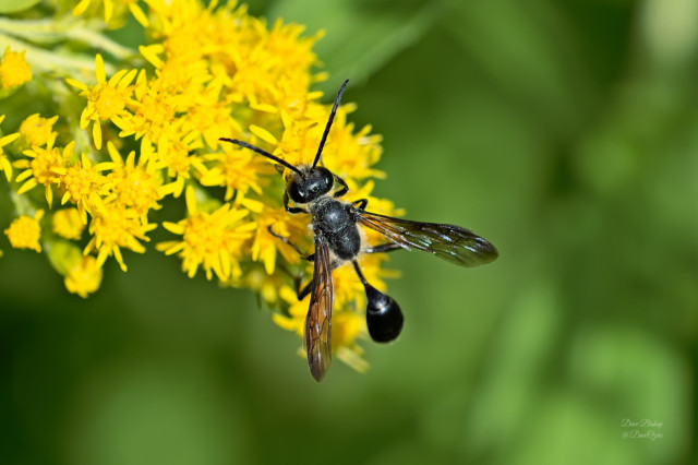 Mexican Grass-carrying Wasp (Isodontia mexicana) on goldenrod flowers