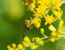 Possible (Cerceris nigrescens) wasp on Goldenrod flower