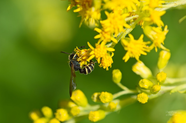 Possible (Cerceris nigrescens) wasp on Goldenrod flower