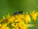 Possible Bellflower Resin Bee (Megachile campanulae) on Goldenrod flower