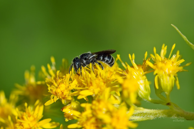 Possible Bellflower Resin Bee (Megachile campanulae) on Goldenrod flower