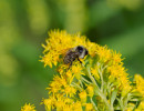 Red-belted Bumble Bee (Bombus rufocinctus) on Goldenrod flower