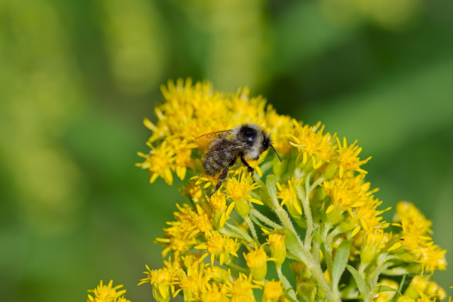 Red-belted Bumble Bee (Bombus rufocinctus) on Goldenrod flower