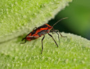 Large Milkweed Bug (Oncopeltus fasciatus) on Common Milkweed seedpod