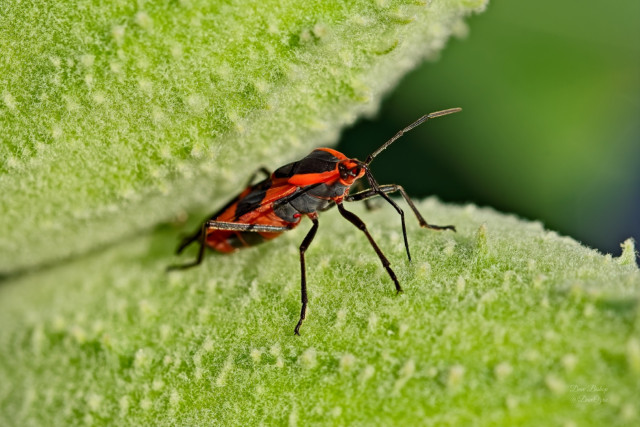 Large Milkweed Bug (Oncopeltus fasciatus) on Common Milkweed seedpod
