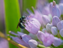 Possible Spurred Ceratina (Ceratina calcarata) on Prairie Onion flower