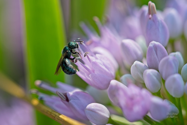 Possible Spurred Ceratina (Ceratina calcarata) on Prairie Onion flower