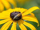 Goldenrod Soldier Beetle (Chauliognathus pensylvanicus) on Orange Coneflower