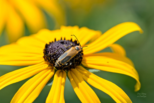 Goldenrod Soldier Beetle (Chauliognathus pensylvanicus) on Orange Coneflower