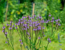 Blue Vervain (Verbena hastata) flowers