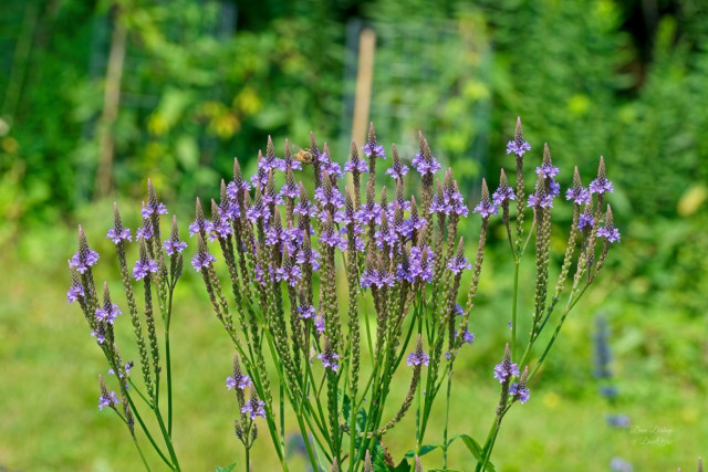 Blue Vervain (Verbena hastata) flowers