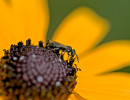 Possible Spurred Ceratina (Ceratina calcarata) native bee on Orange Coneflower in Wisconsin