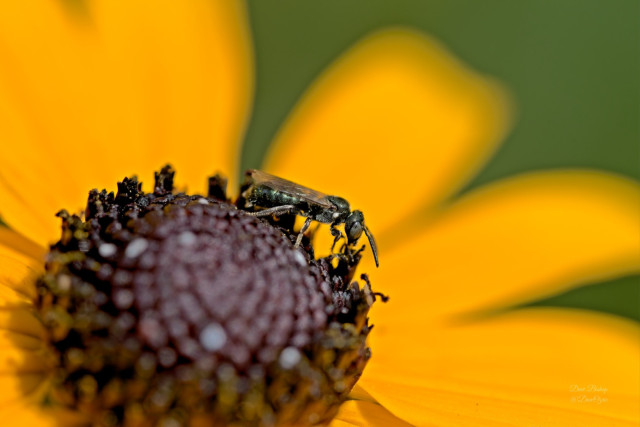 Possible Spurred Ceratina (Ceratina calcarata) native bee on Orange Coneflower in Wisconsin