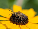 Possible Dark-veined Longhorn Bee (Melissodes trinodis) on Orange Coneflower