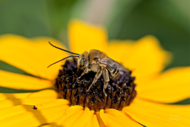 Possible Dark-veined Longhorn Bee (Melissodes trinodis) on Orange Coneflower