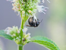 Two-spotted Longhorn Bee (Melissodes bimaculatus) on Purple Giant Hyssop flower in Wisconsin 