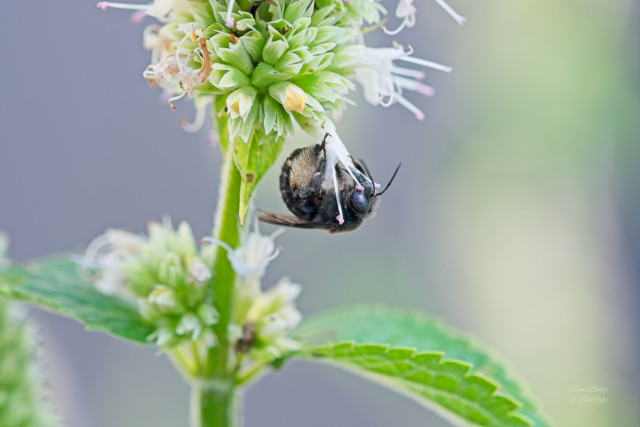Two-spotted Longhorn Bee (Melissodes bimaculatus) on Purple Giant Hyssop flower in Wisconsin 