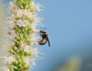 Two-spotted Longhorn Bee (Melissodes bimaculatus) on Purple Giant Hyssop flower