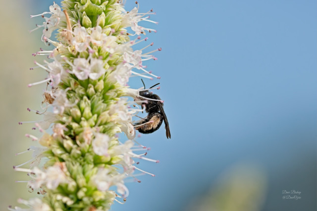 Two-spotted Longhorn Bee (Melissodes bimaculatus) on Purple Giant Hyssop flower