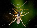 Native wasp reflecting on a glass window