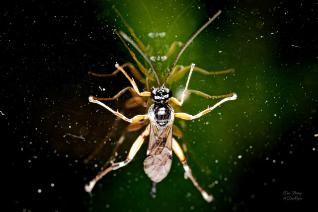 Native wasp reflecting on a glass window