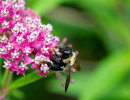 eastern carpenter bee on swamp milkweed flower in wisconsin