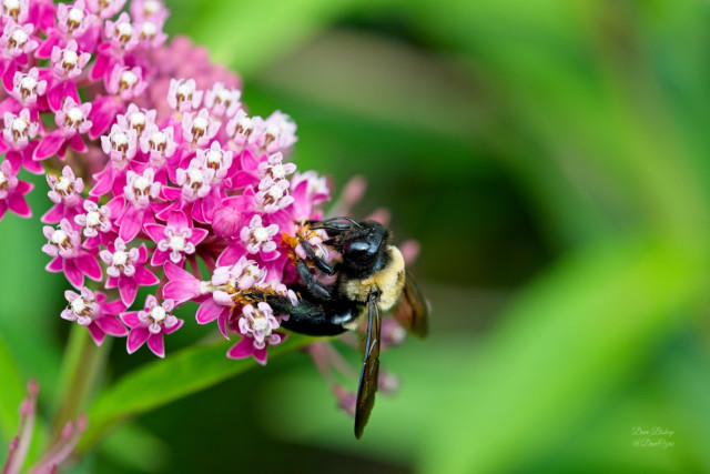 eastern carpenter bee on swamp milkweed flower in wisconsin