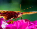 The Great spangled fritillary (Speyeria cybele)