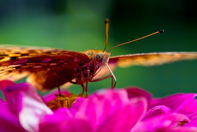 The Great spangled fritillary (Speyeria cybele)